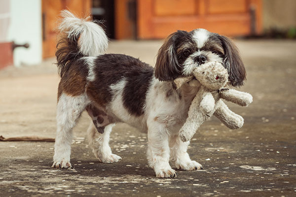 shih tzu avec son jouet