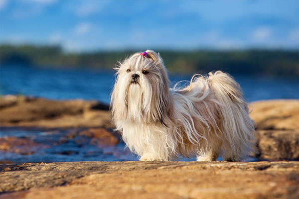 shih tzu près de l'eau