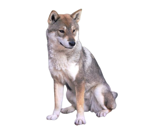 Shikoku Inu