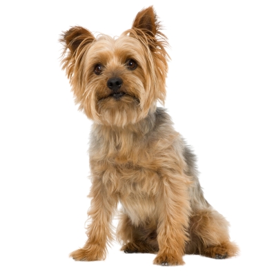 silky terrier with white background
