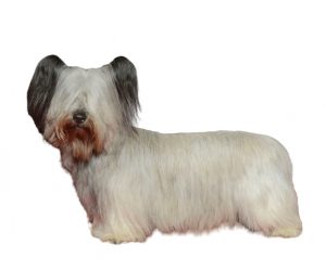 skye terrier