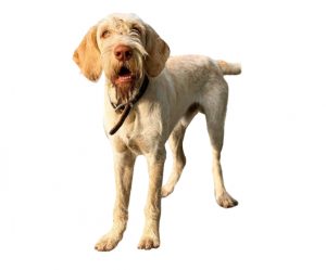 spinone italiano
