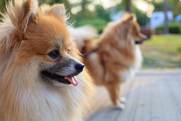 gros plan d'un Spitz allemand