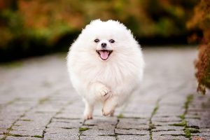 White German Spitz