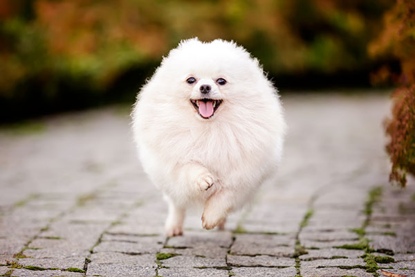 Spitz allemand blanc