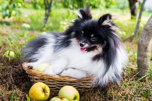 Black and white German Spitz