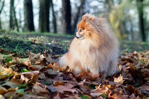 German Spitz in the countryside