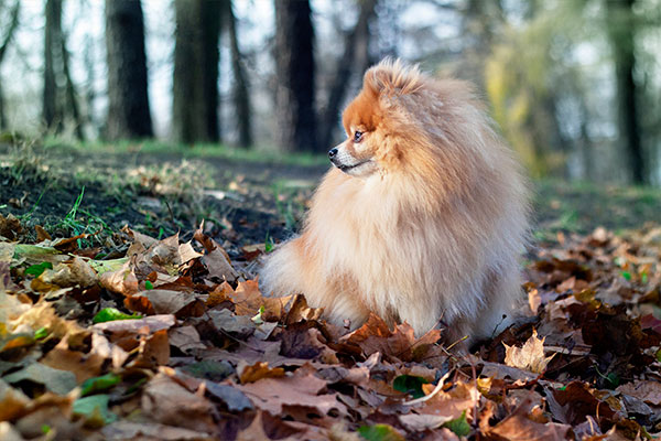Spitz allemand en campagne