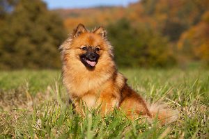 Brown German Spitz