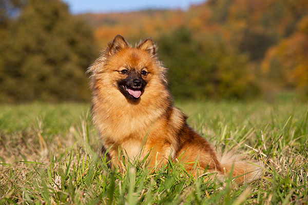Spitz allemand brun