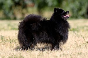 Black German Spitz