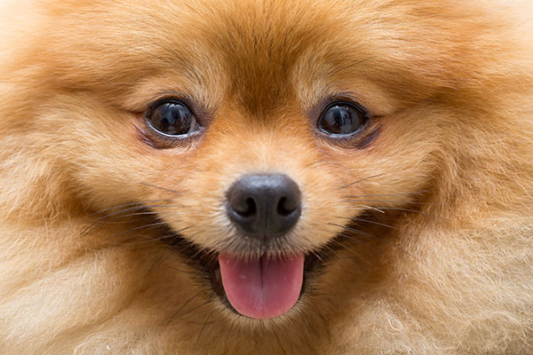 visage du Spitz allemand