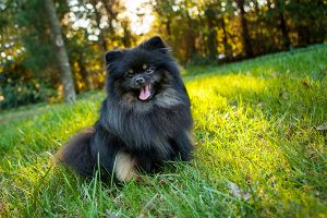 German Spitz on the lawn