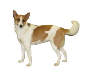 norbotten spitz