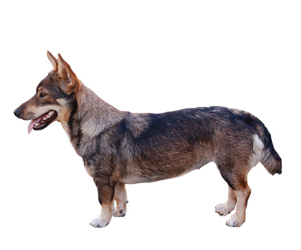 Valhund sueco