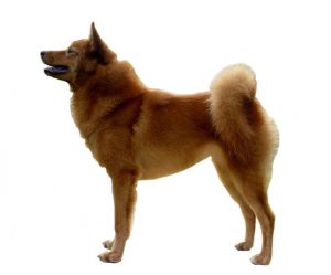 Finnish spitz