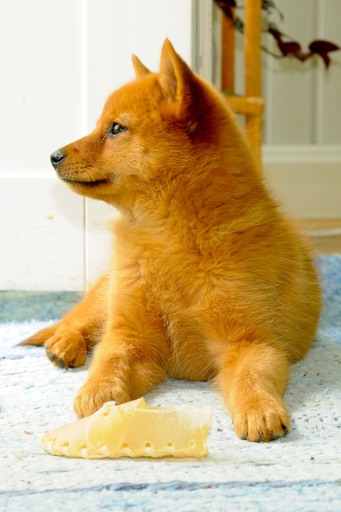 spitz finlandais personnalité