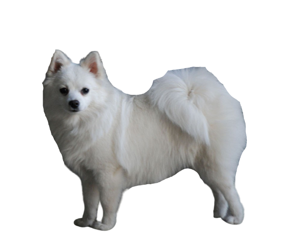 Spitz italiano