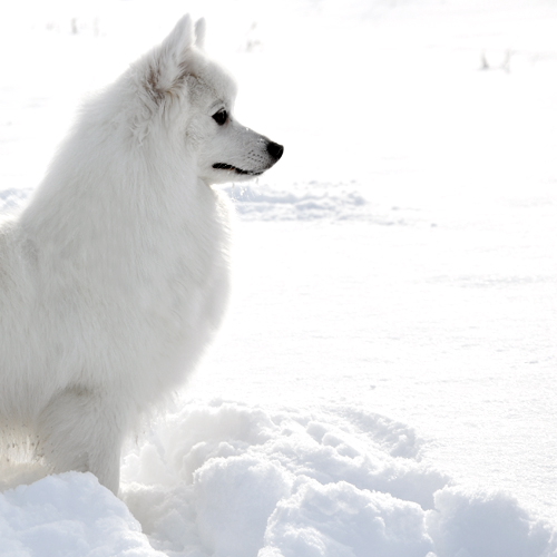spitz japonais personnalité