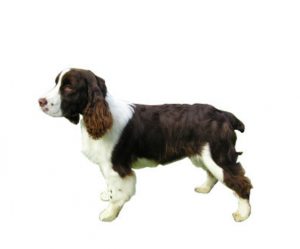 springer spaniel inglés
