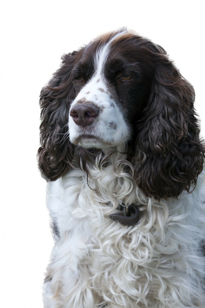 springer spaniel anglais personnalité