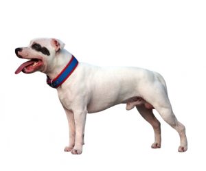 staffordshire bull terrier