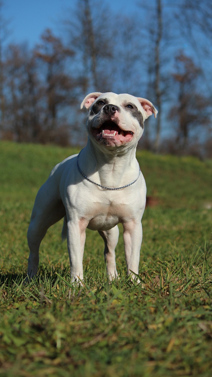 staffordshire bull terrier personnalité
