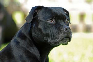 staffordshire bull terrier photo 2
