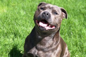 staffordshire bull terrier photo 3