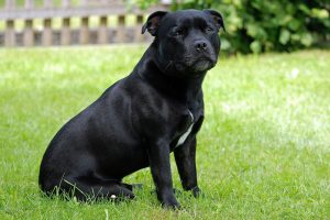 staffordshire bull terrier photo