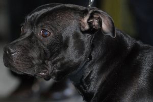 staffordshire bull terrier photo 4