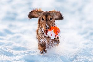 dachshund in the snow