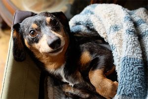 recumbent dachshund