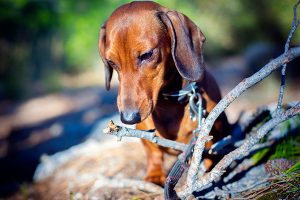 dachshund eating a branch