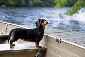 dachshund at the water's edge