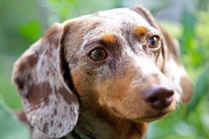 dachshund face