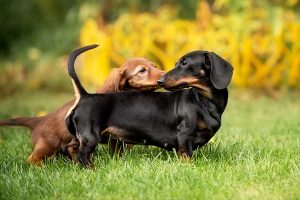 black and brown dachshund