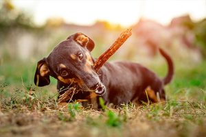 stick-eating dachshund