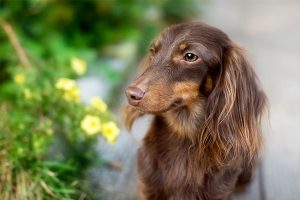 dachshund sitting still