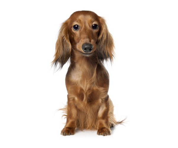 dachshund