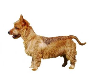 Terrier australiano
