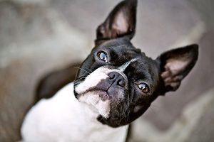 primer plano del Boston Terrier