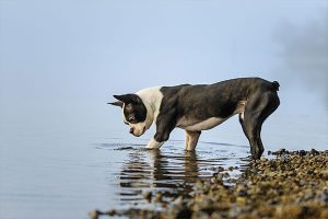 El Boston Terrier en el agua