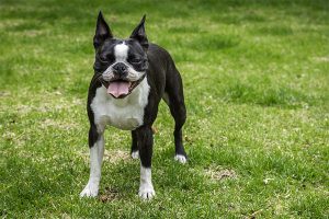 El Boston Terrier en el jardín