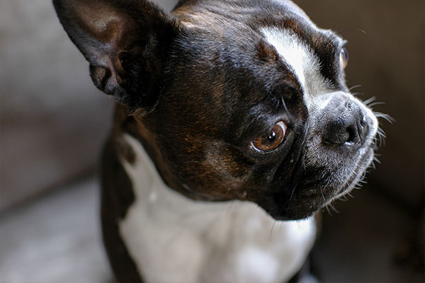 tête du Terrier de Boston