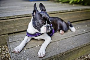 El Boston Terrier dormido