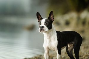 El Boston Terrier en la orilla del agua