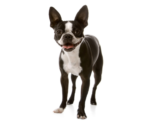 Boston Terrier