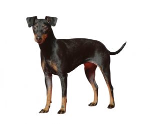 Manchester Terrier