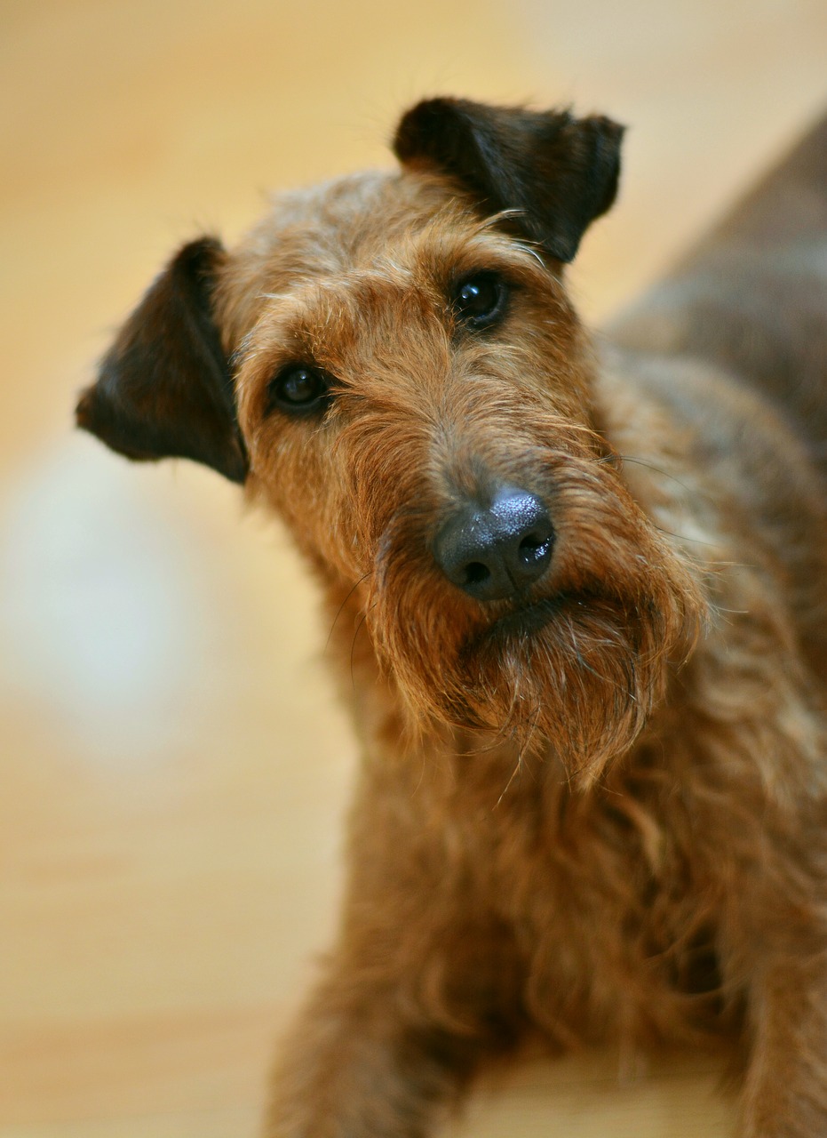 terrier irlandais personnalité
